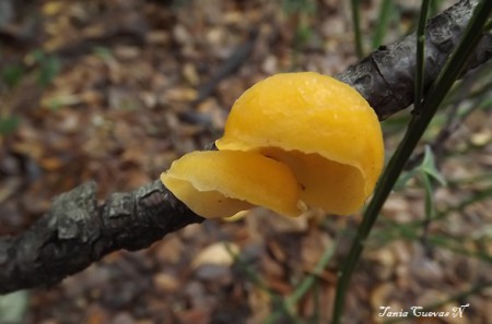 Bisporella citrina