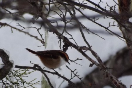 Rayadito (Aphrastura spinicauda)