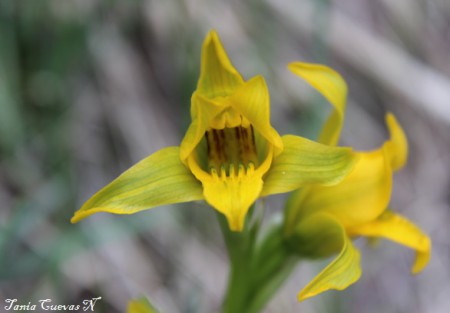 Orquídea de flor dorada (Chloraea alpina)