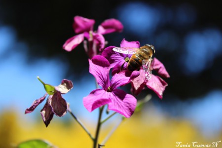 Abeja domestica (Apis mellifera)
