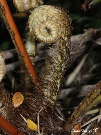 Helecho Katalapi, Helecho Palmita (Blechnum magellanicum)