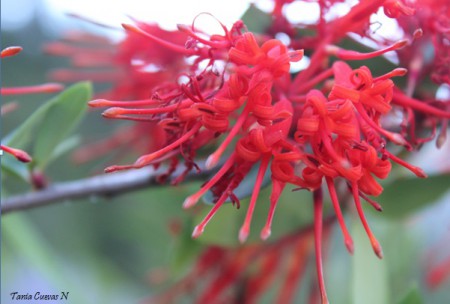 Notro, Ciruelillo, Fosforito (Embothrium coccineum)