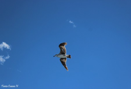 Gaviota cocinera juvenil (Larus dominicanus)